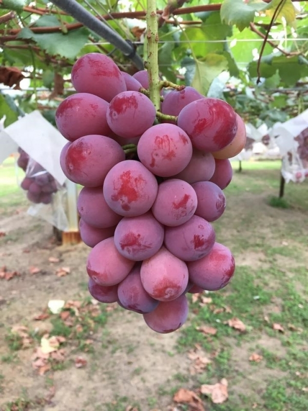 クイーンニーナ