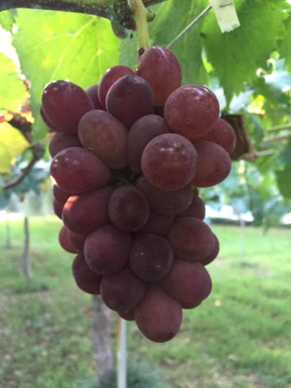 サニールージュ