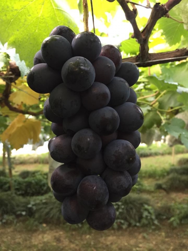 サマーブラック