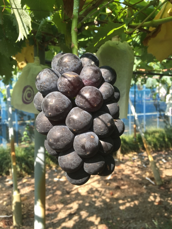 ブラックビート