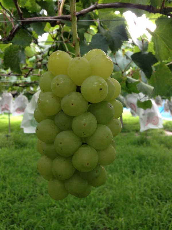 ハニービーナス