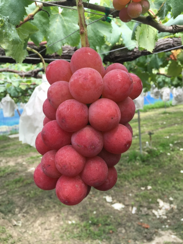 おすすめ商品「ゴルビー」