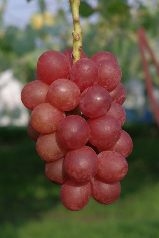 シナノスマイル