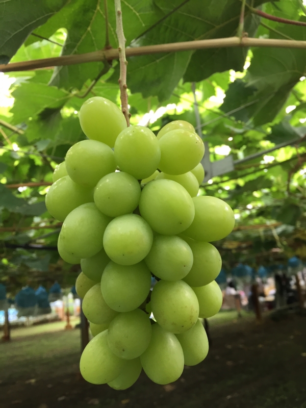 おすすめ商品「シャインマスカット」