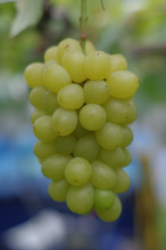 おすすめ商品「黄華」